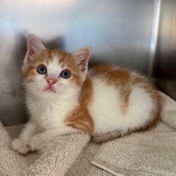 Astro -  Domestic Short Hair Cat for Adoption in Council Bluffs, Iowa - Astro | PetCurious
