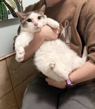 Mama -  Domestic Short Hair Cat for Adoption in Wheaton, Illinois - Mama | PetCurious