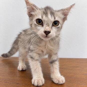 Ripley -  Domestic Short Hair Cat for Adoption in Austin, Texas - Ripley | PetCurious