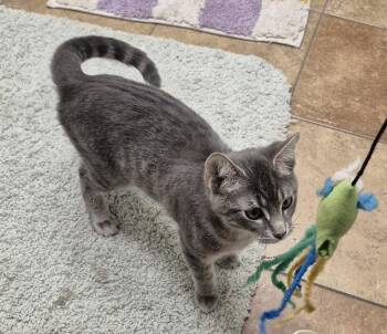 Domestic Short Hair Cats Available for Adoption in South Bend, Indiana - Phil | PetCurious