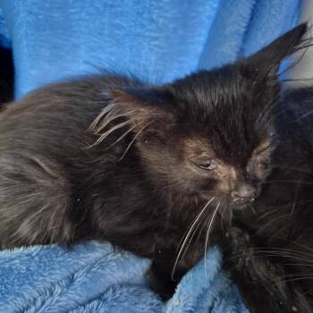 Alex -  Domestic Medium Hair Cat for Adoption in Bentonville, Arkansas - Alex | PetCurious