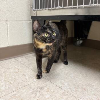 Wisteria -  Domestic Short Hair Cat for Adoption in Roxboro, North Carolina - Wisteria | PetCurious