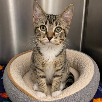 DOLLY -  Domestic Short Hair Cat for Adoption in Cranston, Rhode Island - DOLLY | PetCurious
