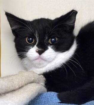 SWEET PEA -  Domestic Short Hair Cat for Adoption in Dedham, Massachusetts - SWEET PEA | PetCurious