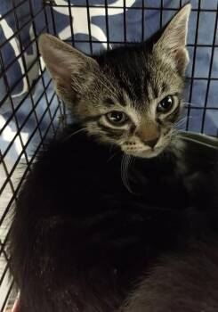 Domestic Short Hair Cats Available for Adoption - A2473330 | PetCurious