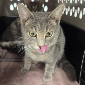 American Shorthair Cats Available for Adoption - Current | PetCurious