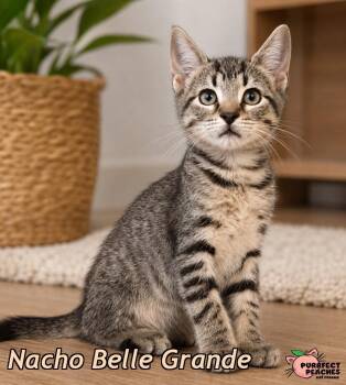 Nacho Belle Grande -  Domestic Short Hair Cat for Adoption in Douglasville, Georgia - Nacho Belle Grande | PetCurious