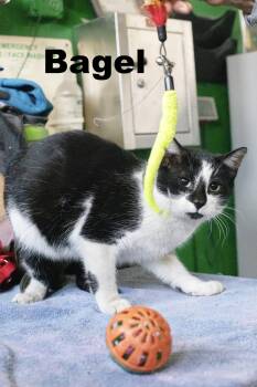 Bagel -  Domestic Short Hair Cat for Adoption in Macomb, Illinois - Bagel | PetCurious
