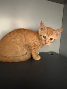 CHEWY -  Domestic Medium Hair Cat for Adoption in Leesburg, Virginia - CHEWY | PetCurious