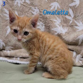 Omelette -  Domestic Short Hair Cat for Adoption in Parkersburg, West Virginia - Omelette | PetCurious