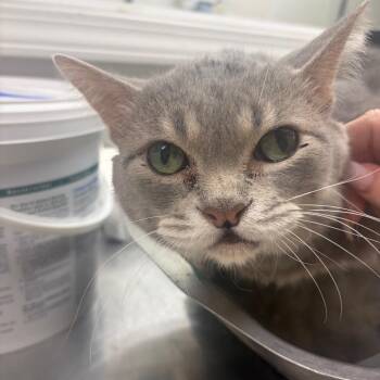 Cliffard- Not A Big Red Dog -  Domestic Short Hair Cat for Adoption in Pekin, Illinois - Cliffard- Not A Big Red Dog | PetCurious