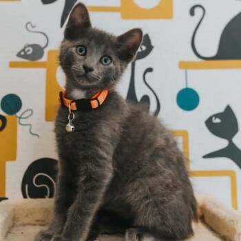 Shiva -  Domestic Short Hair Cat for Adoption in Grand Rapids, Michigan - Shiva | PetCurious