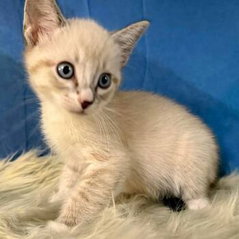 Siamese Cats Available for Adoption in New Braunfels, Texas - Boots | PetCurious