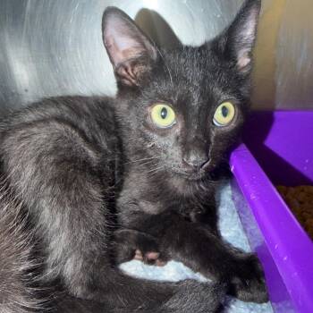 Voodoo -  Domestic Short Hair Cat for Adoption in Port Charlotte, Florida - Voodoo | PetCurious