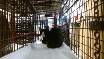 YONG -  Domestic Short Hair Cat for Adoption in Doral, Florida - YONG | PetCurious