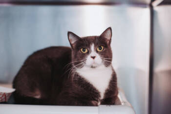 Rescue Domestic Short Hair Cats for Adoption in North Charleston, South Carolina - 88848A Molly- Pounce Cat Cafe | PetCurious