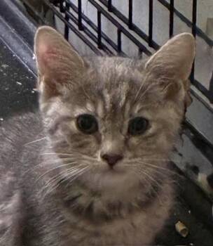 Beatrice (FCID# 06/08/2026 - 81 Brandywine PS) -  Tabby Cat for Adoption in Greenville, Delaware - Beatrice (FCID# 06/08/2026 - 81 Brandywine PS) | PetCurious