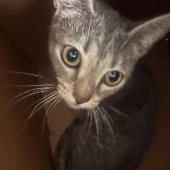 quick silver -  Domestic Short Hair Cat for Adoption in Philadelphia, Pennsylvania - Quick Silver | PetCurious