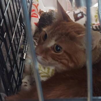 Orangie -  Domestic Short Hair Cat for Adoption in Matteson, Illinois - Orangie | PetCurious
