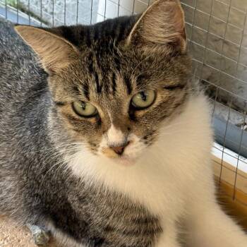 Angie -  Domestic Short Hair Cat for Adoption in Sunrise, Florida - Angie | PetCurious
