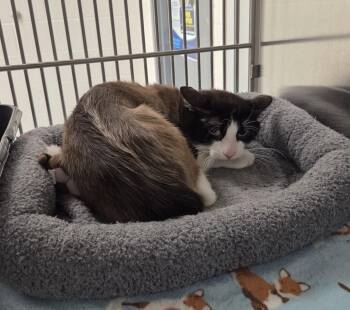 Macchiato -  Siamese Cat for Adoption in Allen, Texas - Macchiato | PetCurious