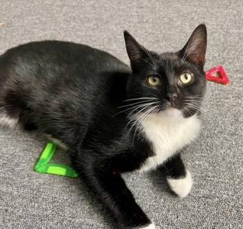 Tuxedo and Domestic Short Hair Cats Available for Adoption - Asher (bonded With Ricardo) | PetCurious