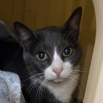 Sox -  Domestic Short Hair Cat for Adoption in Newberg, Oregon - Sox | PetCurious