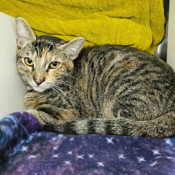 Domestic Short Hair Cats Available for Adoption in Los Angeles, California - Leia | PetCurious