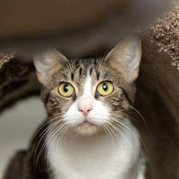 Domestic Short Hair Cats Available for Adoption - Winnie- Sponsored Adoption Fee | PetCurious