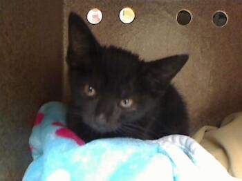IRIS -  Domestic Short Hair Cat for Adoption in Cookeville, Tennessee - IRIS | PetCurious