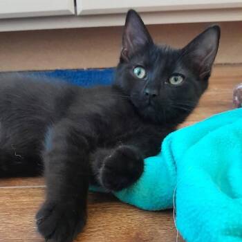 Boomer -  Domestic Short Hair Cat for Adoption in Newport News, Virginia - Boomer | PetCurious