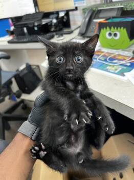 RAMONE -  Domestic Medium Hair Cat for Adoption in Dallas, Texas - RAMONE | PetCurious