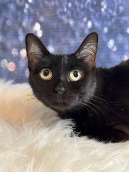 Zariah -  Bombay and Domestic Short Hair Cat for Adoption in Pasadena, Texas - Zariah | PetCurious