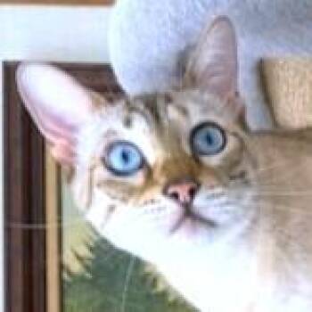 CINNAMON - GORGEOUS, PUREBRED, SNOW BENGAL -  Bengal Cat for Adoption in Oakwood, Georgia - CINNAMON - GORGEOUS, PUREBRED, SNOW BENGAL | PetCurious