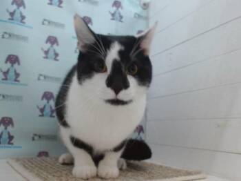 Domestic Medium Hair Cats Available for Adoption in Orlando, Florida - DEXTER | PetCurious