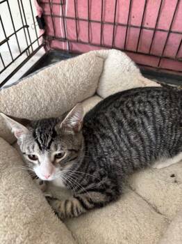 Billy Bob -  Domestic Short Hair Cat for Adoption in Camp Hill, Pennsylvania - Billy Bob | PetCurious