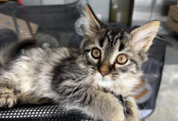 Peach -  Domestic Long Hair Cat for Adoption in Elkins, West Virginia - Peach | PetCurious