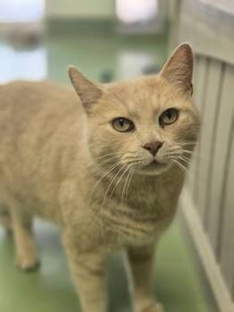 Domestic Short Hair Cats Available for Adoption - Barbas | PetCurious
