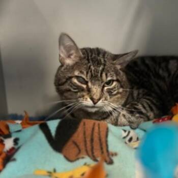 Domestic Short Hair Cats Available for Adoption in New York, New York - Pepe | PetCurious