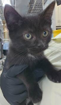 Rescue Domestic Short Hair Cats for Adoption in Cincinnati, Ohio - Sept | PetCurious