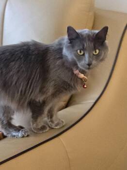 Jiji -  Domestic Short Hair Cat Available for Adoption in Waltham, Massachusetts - Jiji | PetCurious