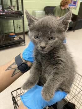Wembley -  Domestic Short Hair Cat for Adoption in Burnsville, North Carolina - Wembley | PetCurious