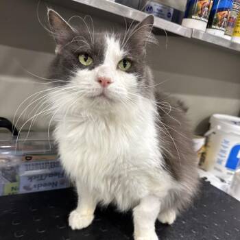 Beluga -  Domestic Long Hair Cat for Adoption in Bridgeville, Pennsylvania - Beluga | PetCurious