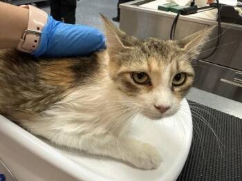 A1926952 -  Domestic Short Hair Cat for Adoption in Thousand Palms, California - A1926952 | PetCurious