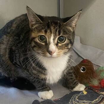 Rescue Domestic Short Hair Cats for Adoption in Gloucester, Virginia - Yellow Tail | PetCurious