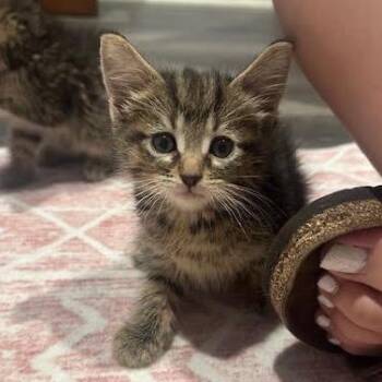 Chai -  Domestic Short Hair Cat for Adoption in Madison, Wisconsin - Chai | PetCurious