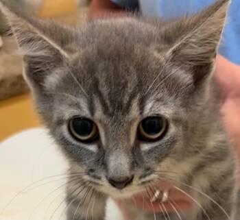 HEMI -  Domestic Short Hair Cat for Adoption in Elizabethton, Tennessee - HEMI | PetCurious