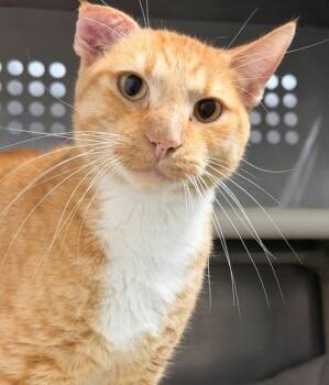 Van Gogh -  Domestic Short Hair Cat for Adoption in Ladysmith, Wisconsin - Van Gogh | PetCurious