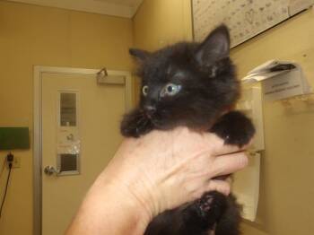 Domestic Long Hair Cats Available for Adoption in Santa Rosa, California - RUBEN | PetCurious