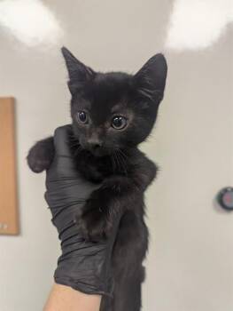 Domestic Short Hair Cats Available for Adoption in Ontario, California - RASCAL | PetCurious
